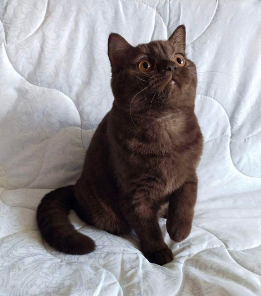 British Shorthair