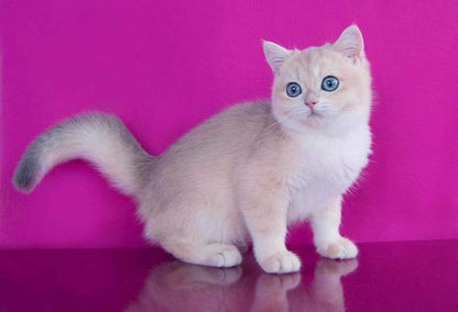 British Shorthair