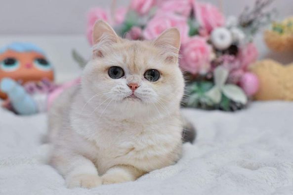 British Shorthair