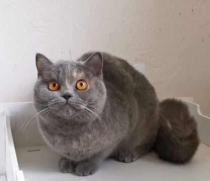 British Shorthair