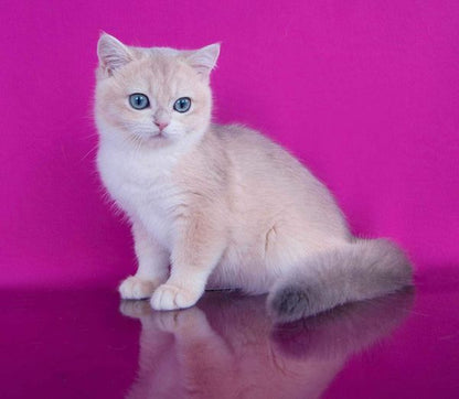 British Shorthair