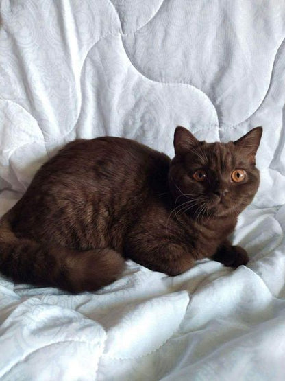 British Shorthair