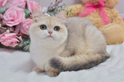 British Shorthair