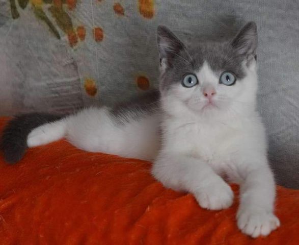 British Shorthair