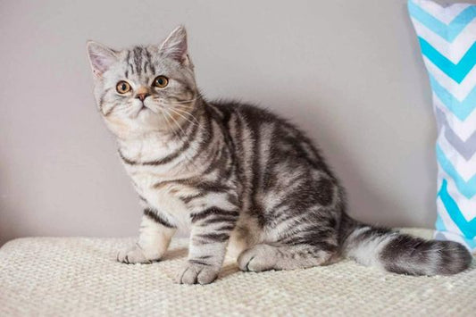 British Shorthair