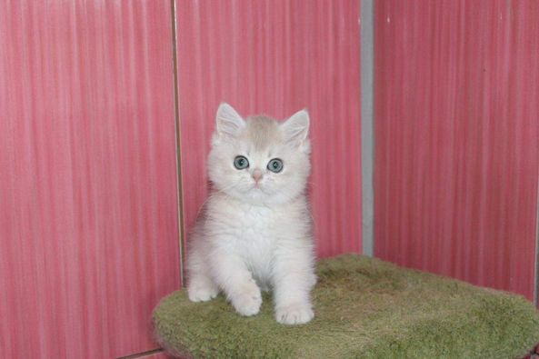 British Shorthair