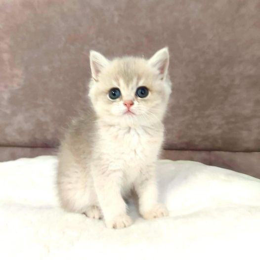 British Shorthair