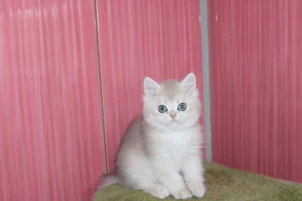 British Shorthair