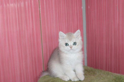 British Shorthair