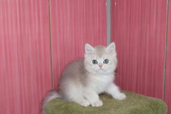 British Shorthair