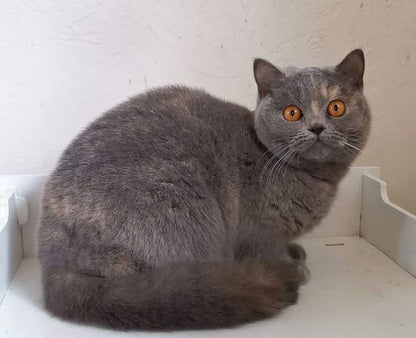 British Shorthair