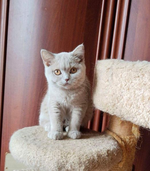 British Shorthair