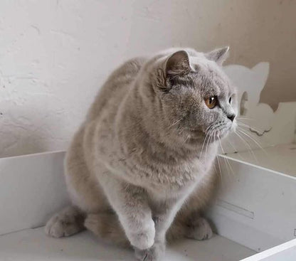 British Shorthair