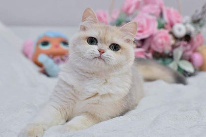 British Shorthair