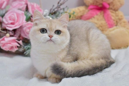 British Shorthair