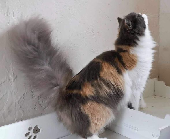 British Longhair