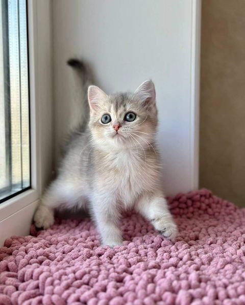 British Shorthair