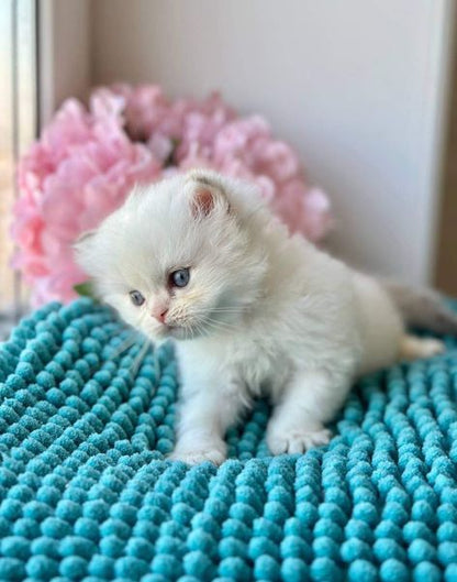 British Longhair