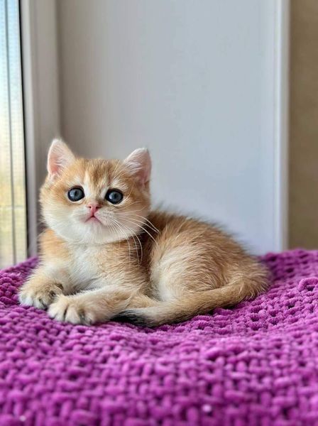 British Shorthair