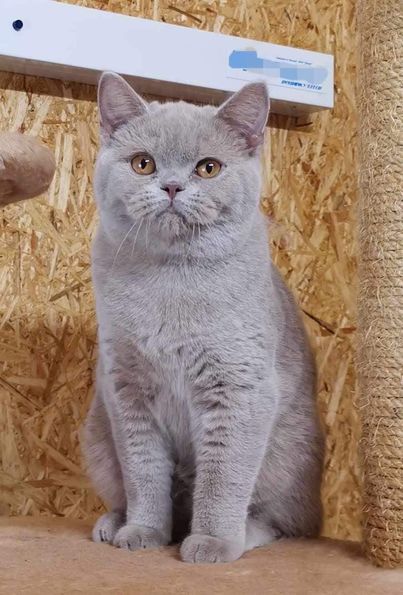 British Shorthair