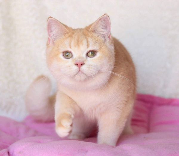 British Shorthair