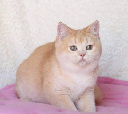 British Shorthair