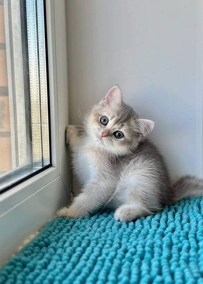 British Shorthair