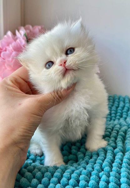 British Longhair