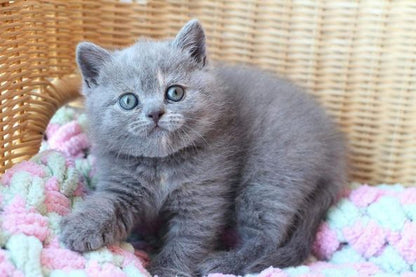 British Shorthair