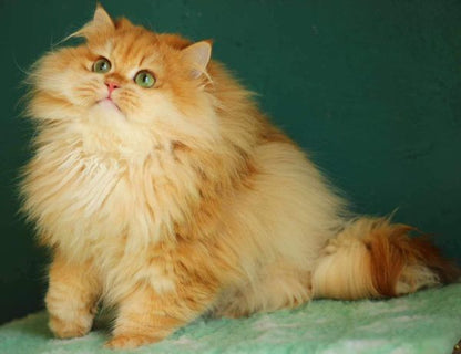 British Longhair