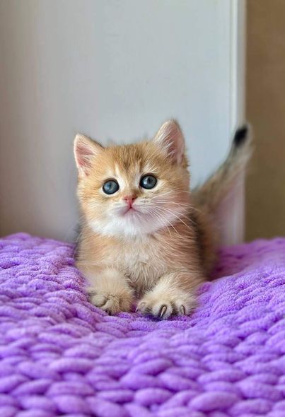 British Shorthair