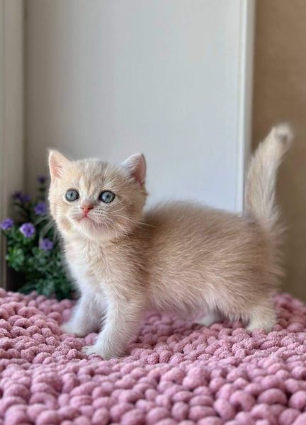 British Shorthair