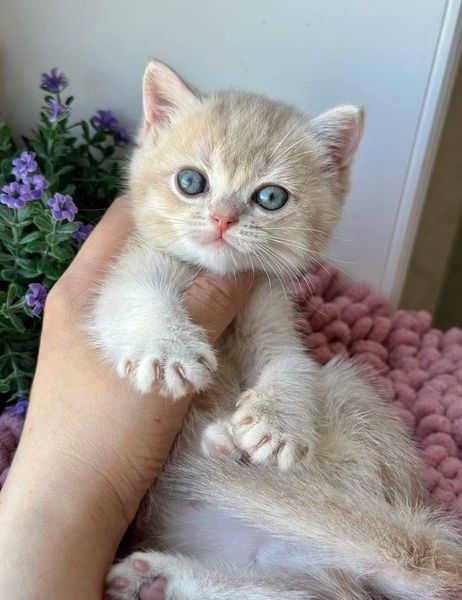 British Shorthair