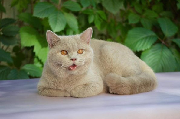 British Shorthair