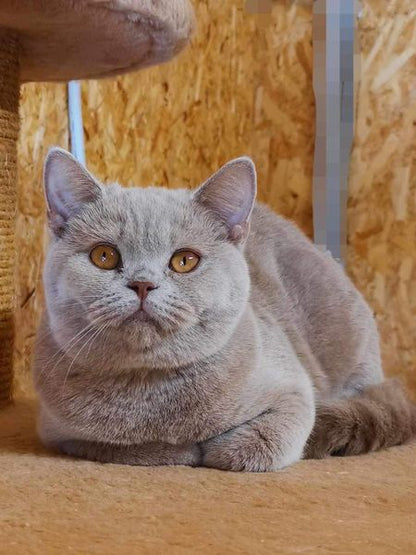 British Shorthair