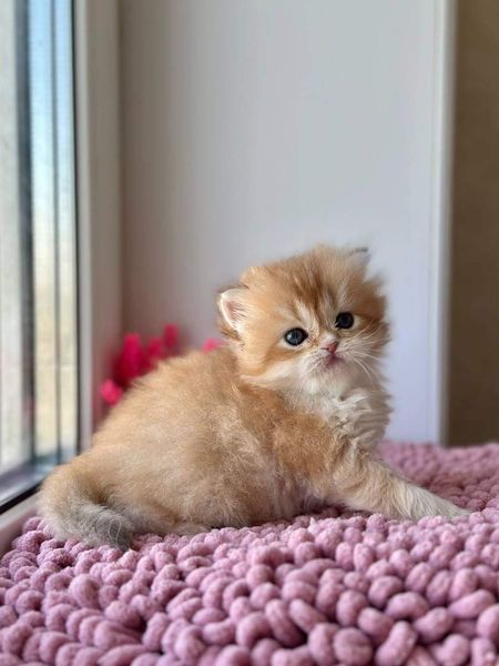 British Longhair