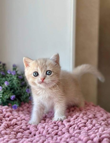 British Shorthair