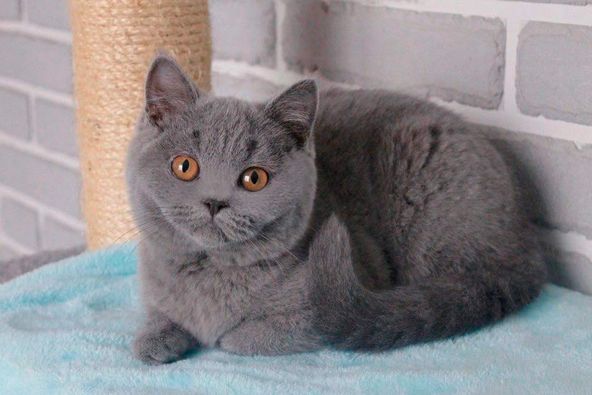 British Shorthair