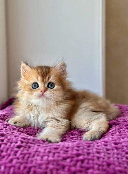 British Longhair