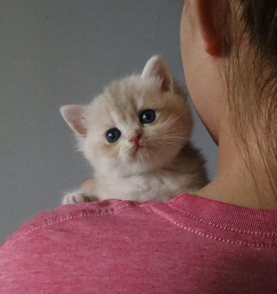 British Shorthair