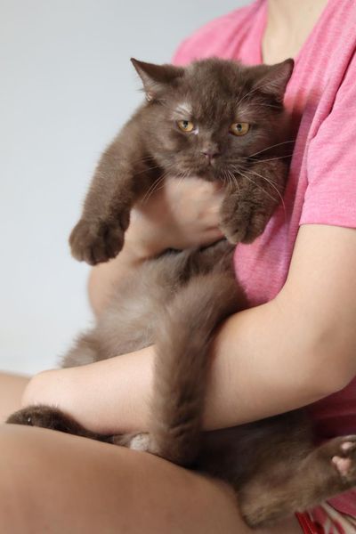 British Shorthair