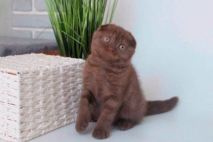 Scottish Fold