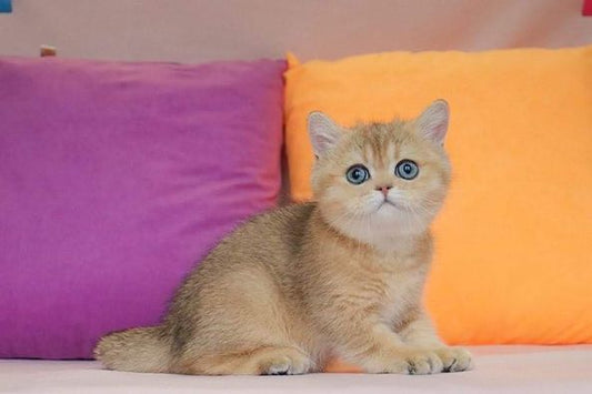 British Shorthair