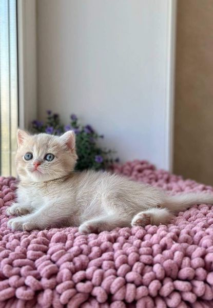 British Shorthair