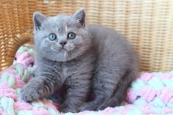 British Shorthair