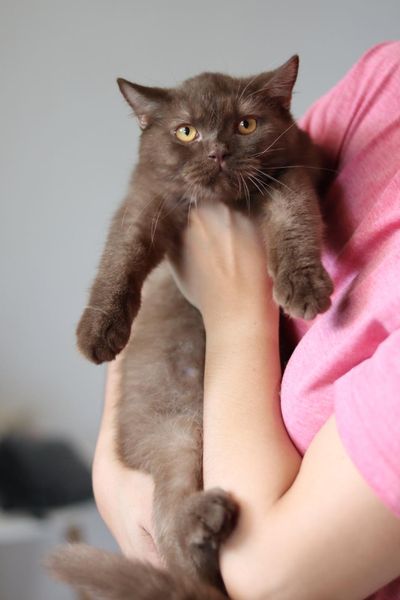 British Shorthair