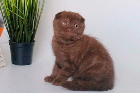 Scottish Fold