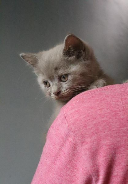 British Shorthair