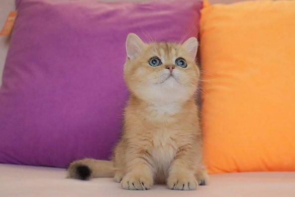 British Shorthair