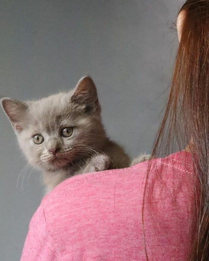 British Shorthair